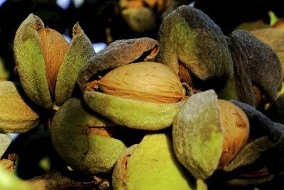 Almond Nut Harvesting: How And When To Harvest Almonds