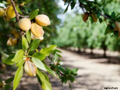 Growing Almond Trees – Information On The Care Of Almond Trees