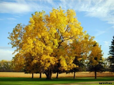 Choosing Juglone Tolerant Trees – Planting Trees Near Black Walnuts