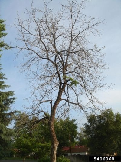 Is My Black Walnut Dead: How To Tell If A Black Walnut Is Dead