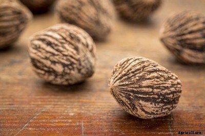 Harvesting Black Walnut Trees: When Do Black Walnuts Fall