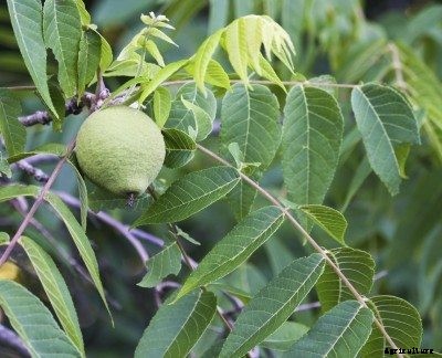 Planting Black Walnut Trees: Learn About Black Walnut Tree Growing
