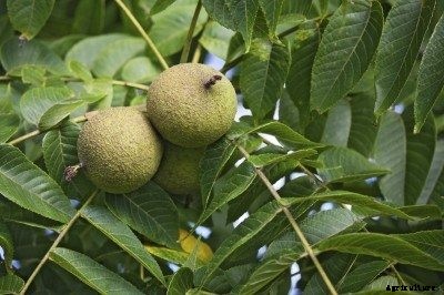 Black Walnut Tree Compatible Plants: Plants That Grow Under Black Walnut Trees