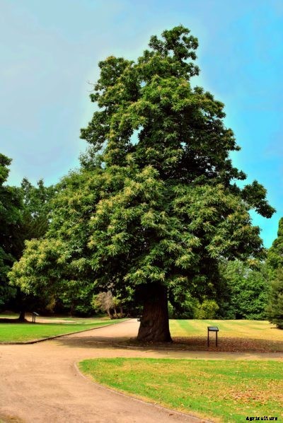 European Chestnut Care: Tips For Growing Sweet Chestnut Trees
