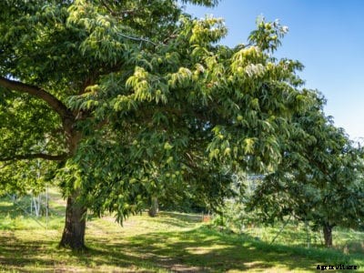 Chestnut Tree Problems: Learn About Common Chestnut Diseases