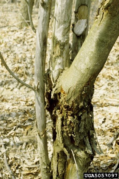 Chestnut Blight Life Cycle – Tips On Treating Chestnut Blight