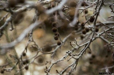 Pruning Chestnut Trees: How To Prune A Chestnut Tree
