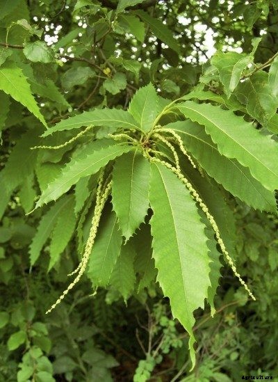 American Chestnut Tree Information – How To Grow American Chestnut Trees