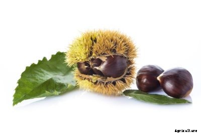 Chestnut Tree Propagation: Growing Chestnut Trees From Cuttings