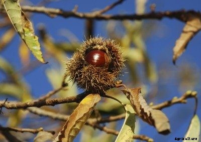 Harvesting Chestnut Trees: When And How To Harvest Chestnuts