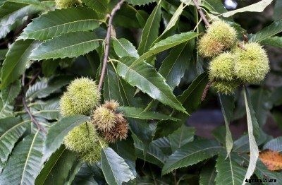 Chestnut Tree Care: Guide To Growing Chestnut Trees