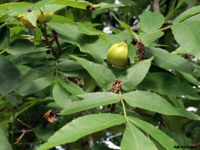 Butternut Harvesting: How To Harvest Butternut Trees