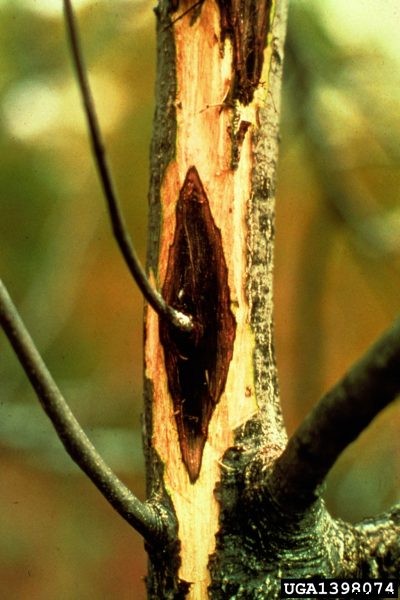 Canker In Butternut Trees: Learn How To Treat Butternut Canker