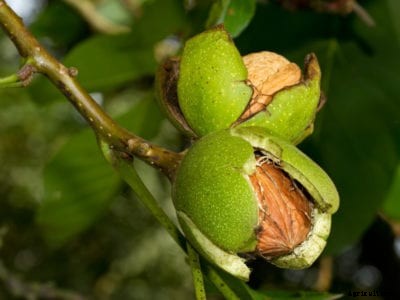 Fusarium Canker In Walnuts – Learn About Treating Fusarium Canker Disease on Walnut Trees