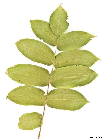 Is Growing Butternuts Possible: Information About White Walnut Trees