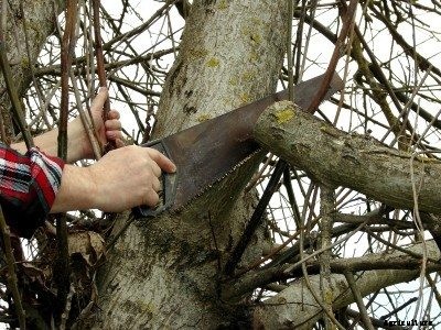 Trimming A Walnut Tree: How To Prune Walnut Trees Properly
