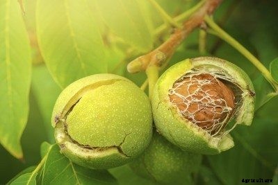 Walnut Tree Harvesting: When Are Walnuts Ready To Pick