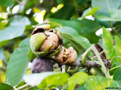 Planting Walnut Trees: Tips and Information On Growing Walnuts