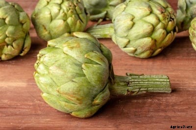 Green Globe Improved Artichoke: Learn About Green Globe Artichoke Care