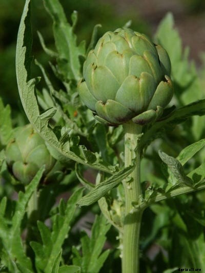 Imperial Star Artichoke Care: How To Grow An Imperial Star Artichoke Plant