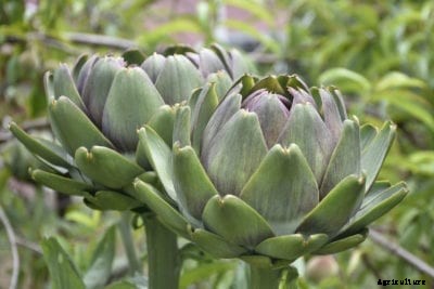 Artichoke Plant Types: Learn About Different Artichoke Varieties
