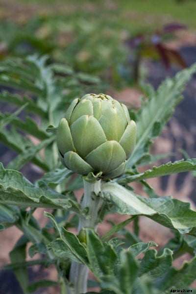 Container Grown Artichoke Plants: How To Grow Artichokes In Pots
