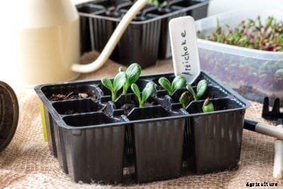 Artichoke Plant Propagation – How To Propagate An Artichoke