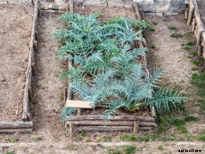 Artichoke Winter Care: Learn About Overwintering Artichoke Plants