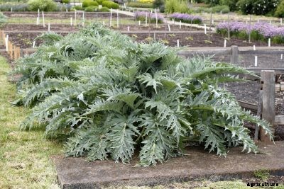 Artichoke Companion Planting: Learn About Artichoke Plant Companions