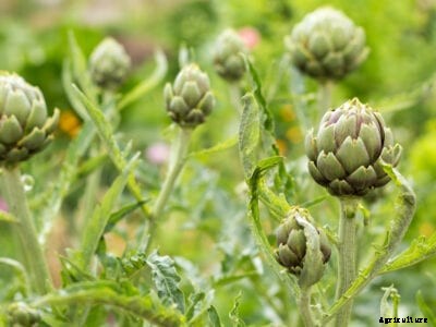 Problems With Artichoke Plants: Pest Control And Care Of Diseased Artichokes