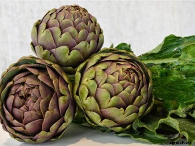 Artichoke Seed Plants: When To Start An Artichoke Seed
