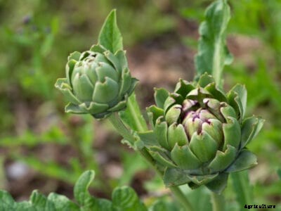 Artichokes Growing In Your Garden – Tips To Grow Artichoke Plants