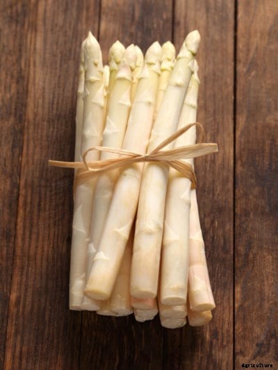 What Is White Asparagus – How Does White Asparagus Grow