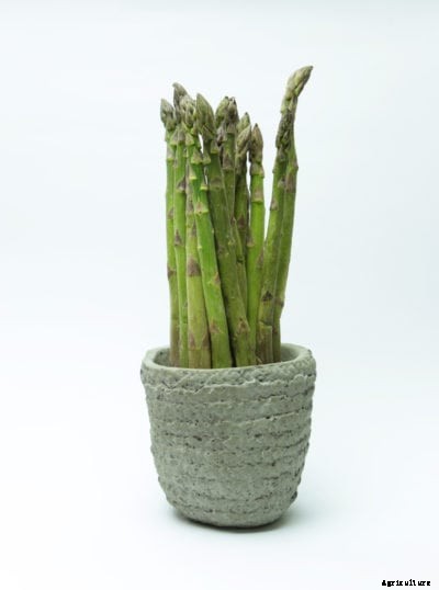 Potted Asparagus Plants – Can You Grow Asparagus In Containers
