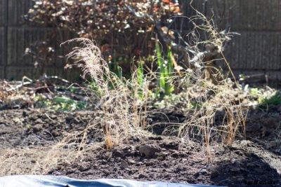 Asparagus Winter Care: Tips On Winterizing Asparagus Beds