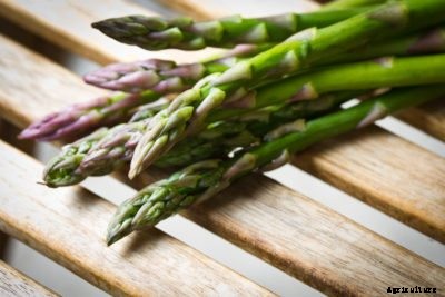 What’s The Difference Between Male And Female Asparagus Plants