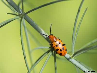 Spotted Asparagus Beetle Facts: Controlling Spotted Asparagus Beetles In Gardens