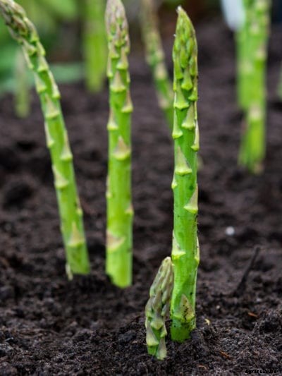 What Is Asparagus Rust: Tips On Treating Rust In Asparagus Plants