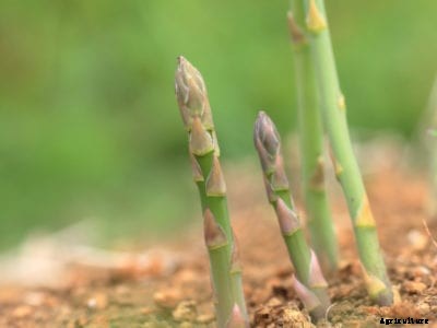Rotting Asparagus Plants: Treating Asparagus Crown And Root Rot