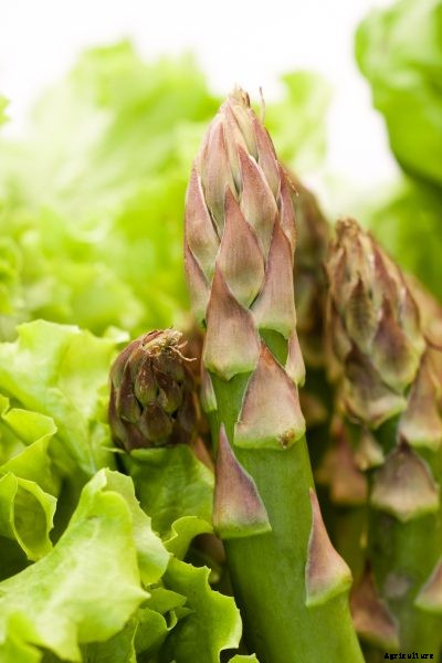 Asparagus Companion Plants – What Grows Well With Asparagus