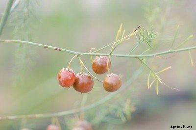 Planting Asparagus Seed – How Do You Grow Asparagus From Seed