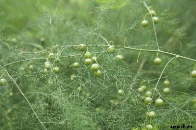 What Is Ferning Out – What To Do For Asparagus Ferning Out Early