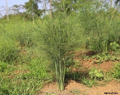 Asparagus Weed Control: Tips For Using Salt On Asparagus Weeds