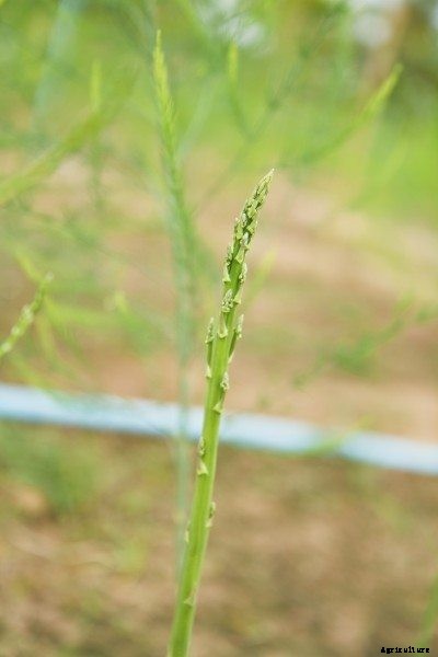 My Asparagus Is Too Thin: Causes For Thin Asparagus Spears