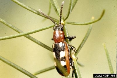 Controlling Asparagus Beetles: Organic Treatment For Asparagus Beetles