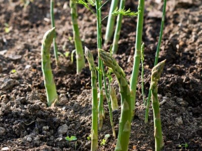 Asparagus Propagation: Learn How To Propagate Asparagus Plants