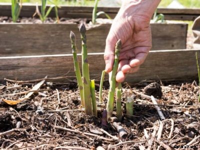 Asparagus Harvesting – How And When To Pick Asparagus