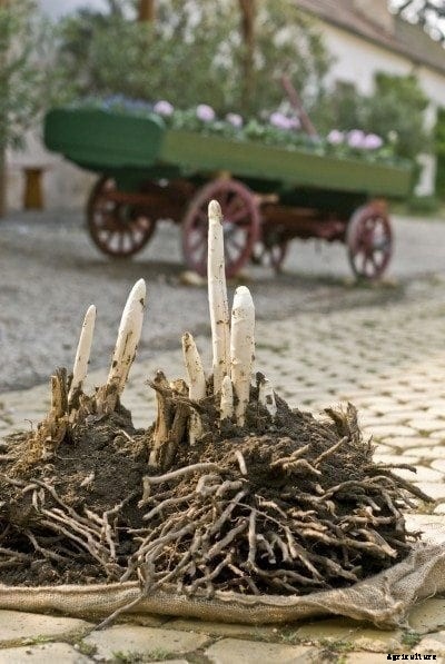 Transplanting Asparagus Plants: Tips For How To Transplant Asparagus