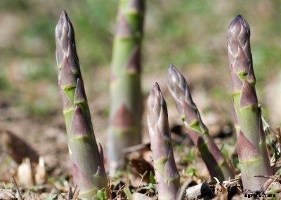 Planting Asparagus: How To Make An Asparagus Bed