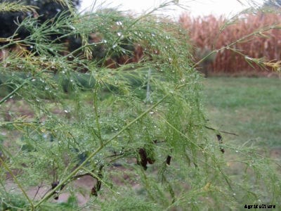 Cutting Asparagus Foliage Back In Autumn
